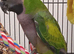 Derbyan parrott
