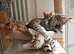 Savannah Kittens for Sale TICA Registered