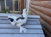 PIGEON