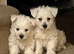Beautiful Westie pups