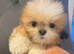 Shihtzu