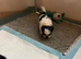 Lhasa cross shihtzu puppies