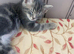 3 beautiful Maine coin mix kittens