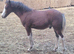 Welsh section c bay colt foal