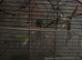 Exhibition budgie with cage