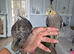 Handreared DNA Tested Baby Cockatiels