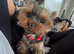 Tiny princess Coco