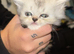2 gorgeous Persian kittens