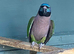Derbyan female lovely bird
