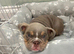 English bulldog puppy girl