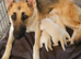 * 1 boy left *Great white stunning german sheherd boy pups for sale