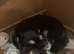One Puppy Remaining Wheaton/ Caramel