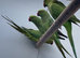 Indian ringneck