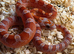 Hypo bloodred corn snake