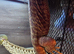 Charlie one year old beared dragon complete with full set up