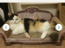 2 cats rehoming