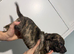 Staffordshire bull terrier boy 13 weeks old