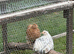 Pekin bantam