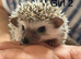 Baby pgymy hedgehogs ready to leave