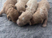 Maltipoo pups stunning colours