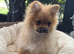 Last 2 Pomeranian puppies
