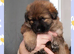 Chunky German Shepherd Puppies