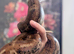 Hypo Inca Aztec boa