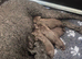 Stunning F1 Labradoodle Litter from Health Tested Parents.