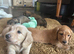 KC Cream mini dachshunds