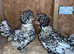 2 silver laced frizzle pullets
