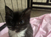 Ragdoll x kittens