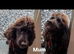 Cocker spaniel puppies