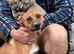 Lurcher Pups 8 weeks