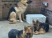 German shepherd
