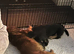 Longhaired miniature Dachund