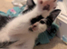 3 kittens ready to go