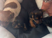 Jack Russell chihuahuas