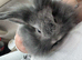 Double mane rabbit