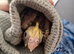 2 beautiful handreared cockatiels