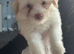 MALTAPOO