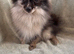 Beautiful Merrill Pomeranian boy