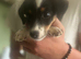 Jack Russell boy puppy