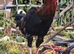 Aseel Cock