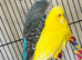 budgies
