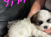 3 shih tzu puppies for sale