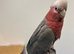 Baby Handreared Tame Galah Cockatoo Parrot