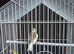 Canary's
