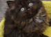 Male kitten British Longhair
