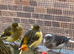 Canaries