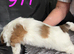 3 shih tzu puppies for sale